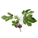 Fig Tree